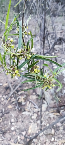 Pergularia viridiflora — photo