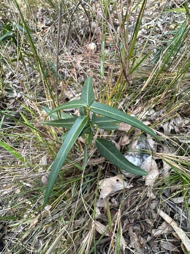 Pergularia viridiflora