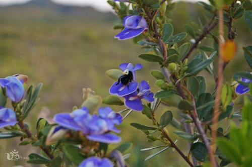 Periandra mediterranea (Brazilian licorice) — photo