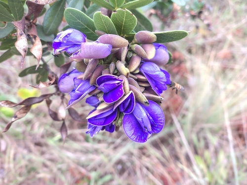 Periandra mediterranea (Brazilian licorice) — photo