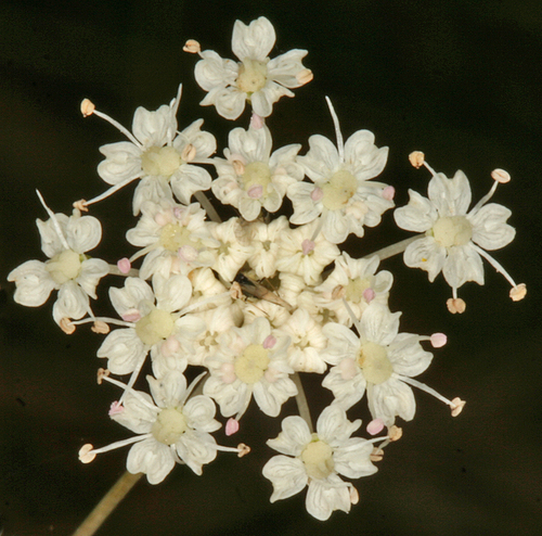 Perideridia gairdneri (Gairdner's yampah) — photo