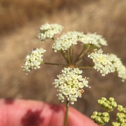 Perideridia kelloggii