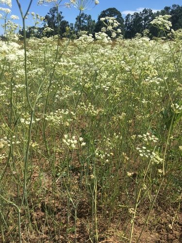 Perideridia oregana (Squaw potato) — photo
