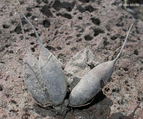 Perideridia oregana (Squaw potato) — photo