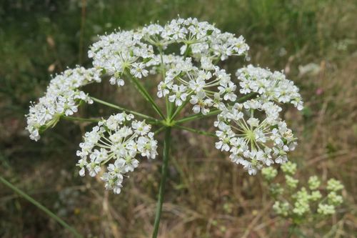 Perideridia oregana
