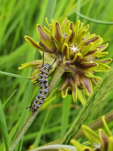 Periglossum angustifolium — photo