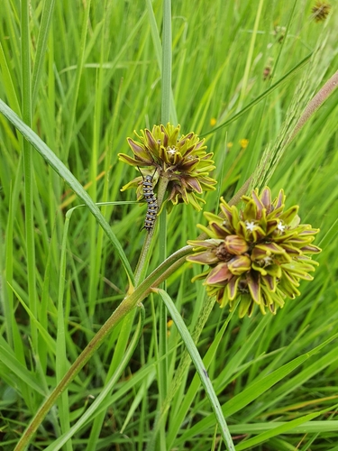 Periglossum angustifolium — photo