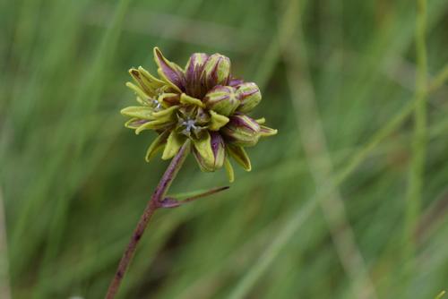 Periglossum angustifolium
