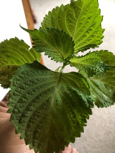 Perilla frutescens (Perilla) — photo