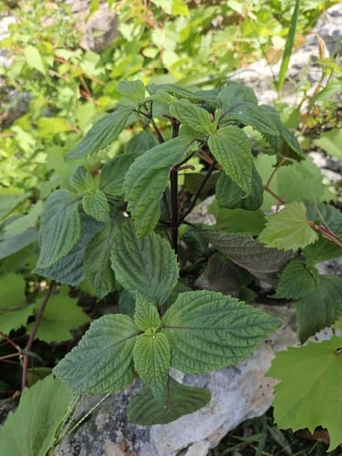 Perilla frutescens (Perilla) — photo