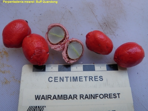 Peripentadenia mearsii (Buff Quandong) — photo