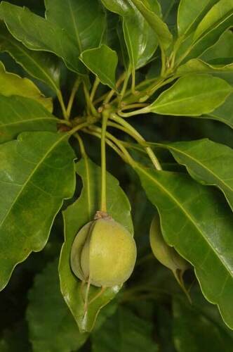 Peripentadenia mearsii (Buff Quandong) — photo