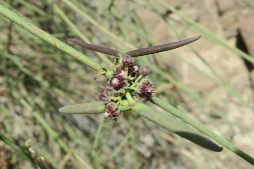 Periploca aphylla — photo