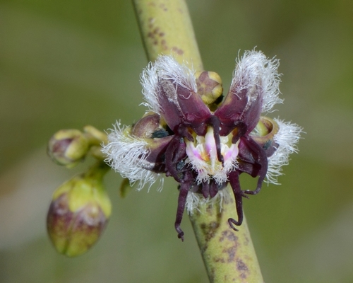 Periploca aphylla