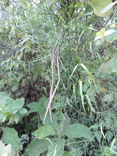 Periploca linearifolia — photo
