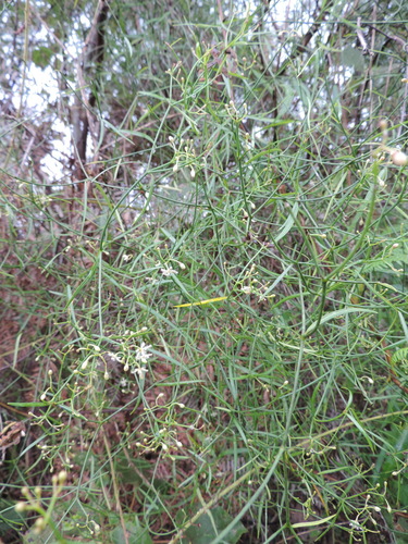 Periploca linearifolia — photo