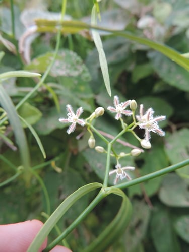 Periploca linearifolia