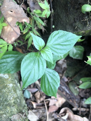 Peristrophe roxburghiana