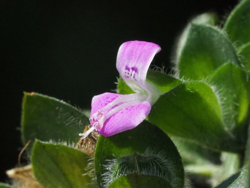 Peristrophe roxburghiana (Red silk-thread) — photo