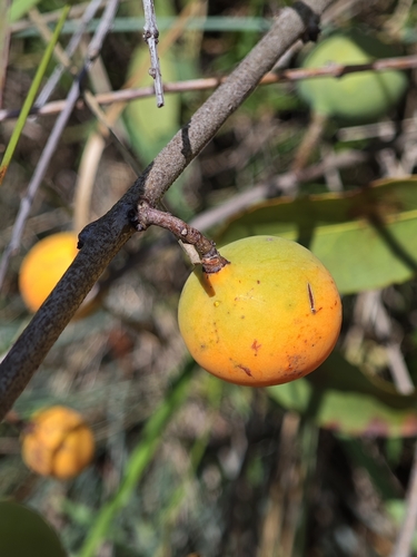 Peritassa campestris (Bacupari) — photo