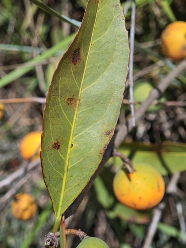 Peritassa campestris (Bacupari) — photo