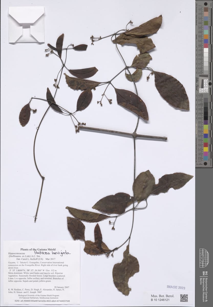 Peritassa laevigata (Gogo) — photo