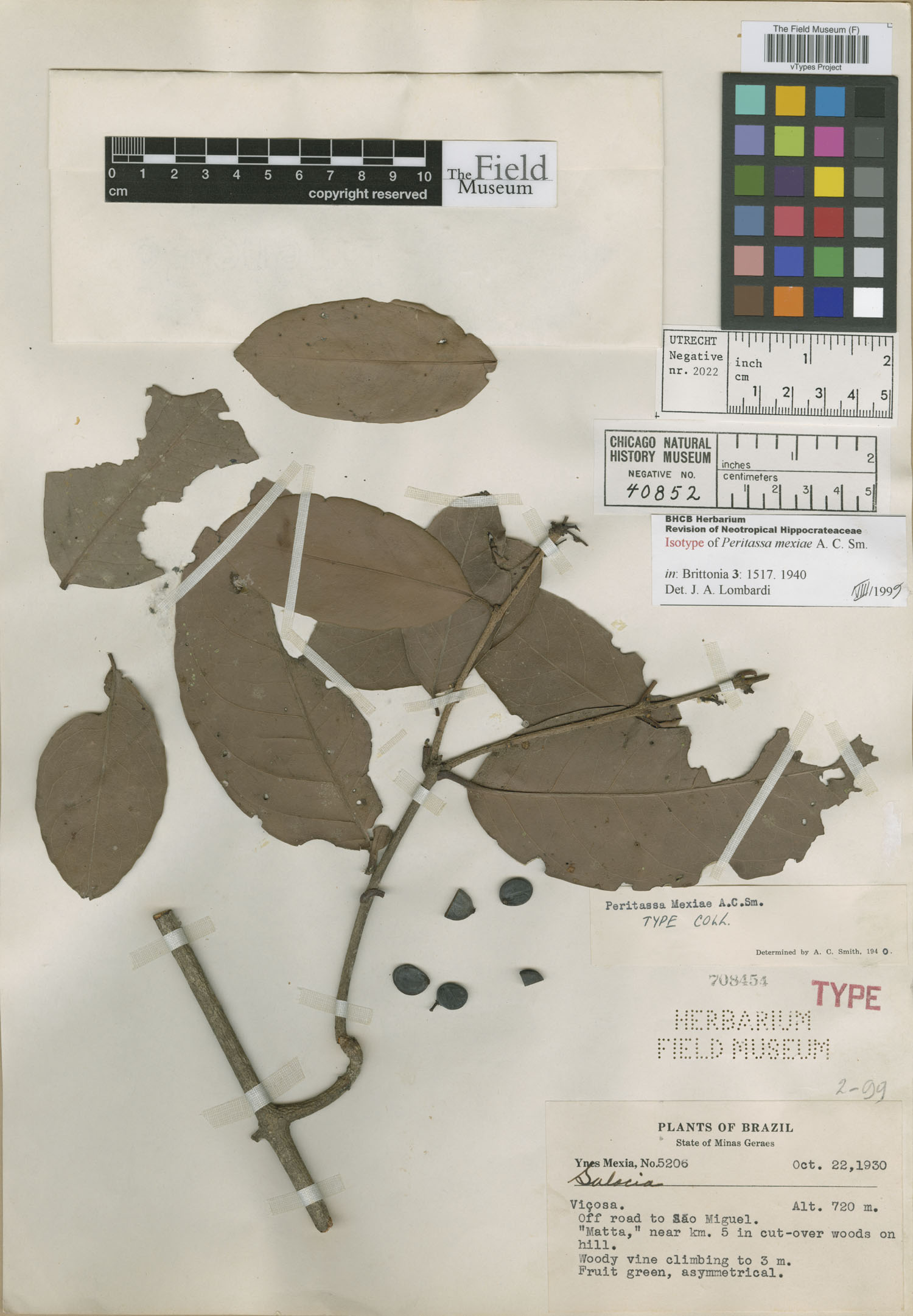 Peritassa mexiae