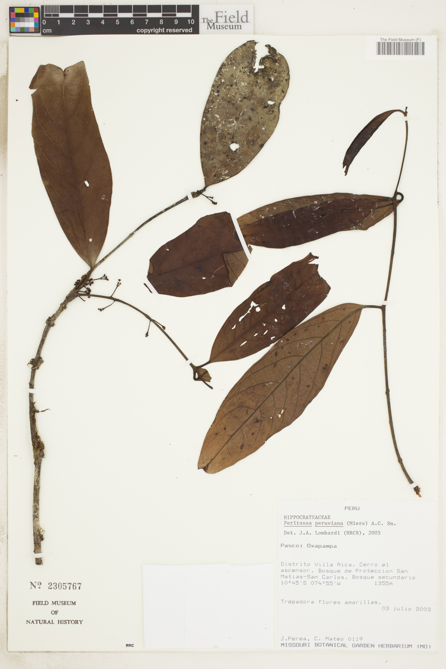 Peritassa peruviana (Peruvian peritassa) — photo