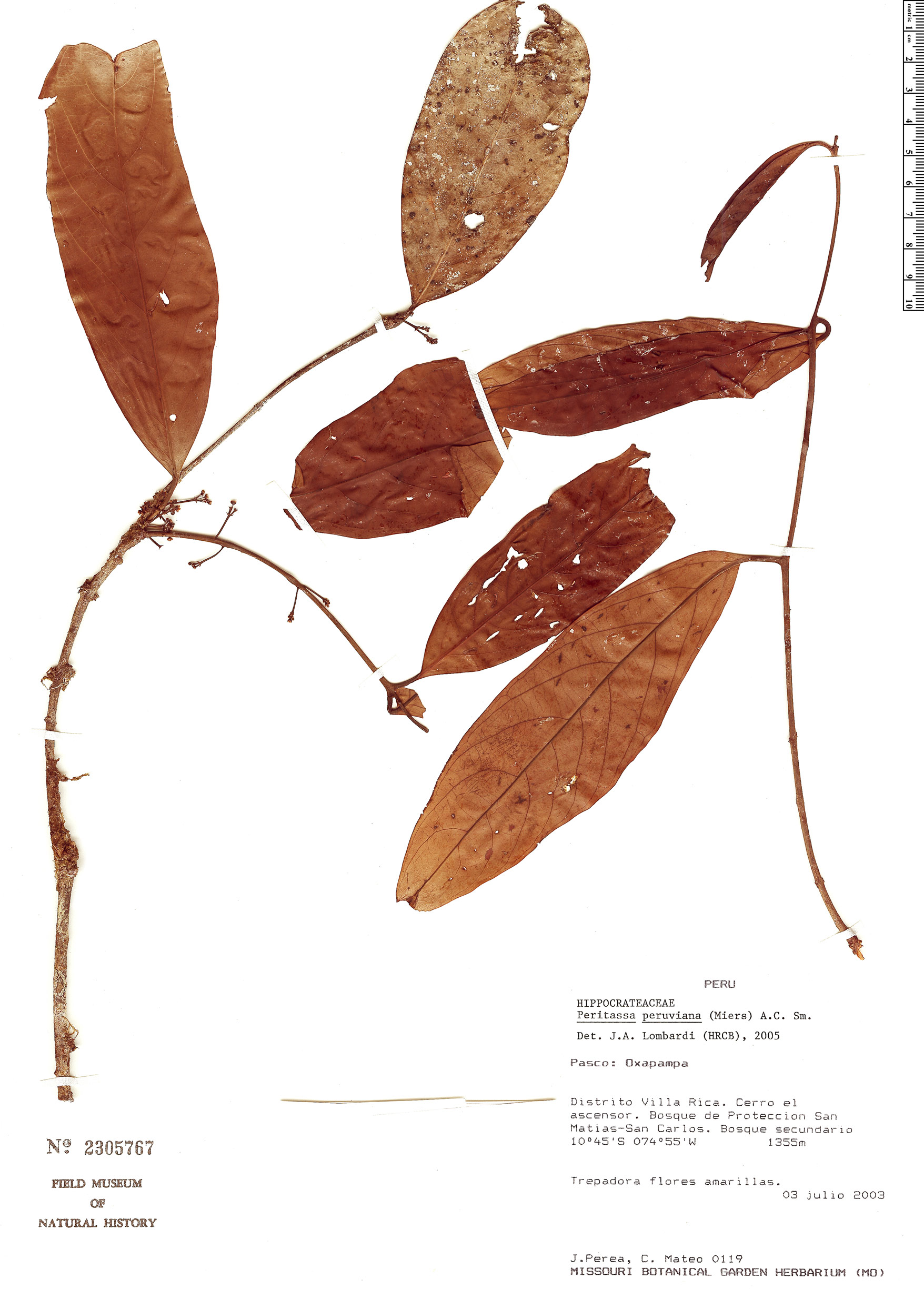 Peritassa peruviana (Peruvian peritassa) — photo