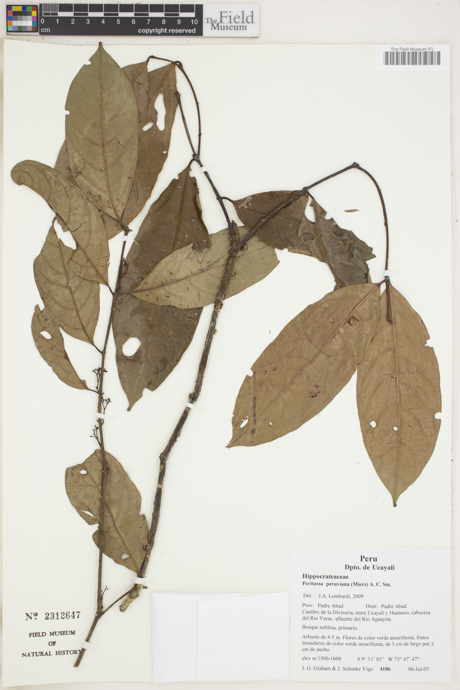 Peritassa peruviana