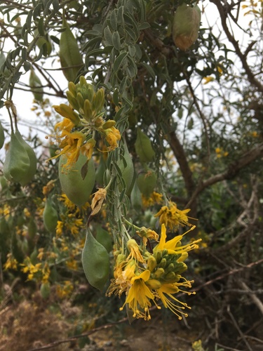Peritoma arborea (Bladderpod) — photo