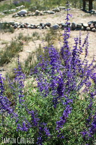 Perovskia atriplicifolia (Russian sage) — photo