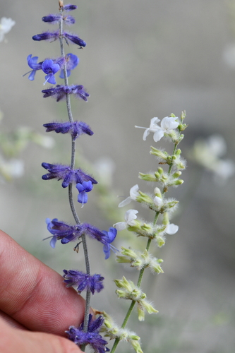 Perovskia atriplicifolia (Russian sage) — photo