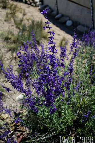 Perovskia atriplicifolia