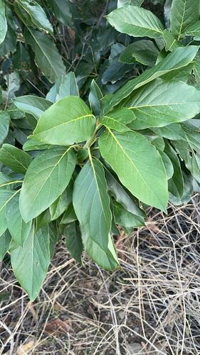 Persea americana (Avocado) — photo