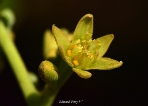 Persea americana (Avocado) — photo
