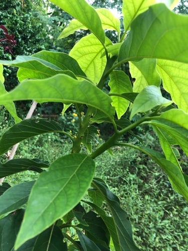 Persea americana