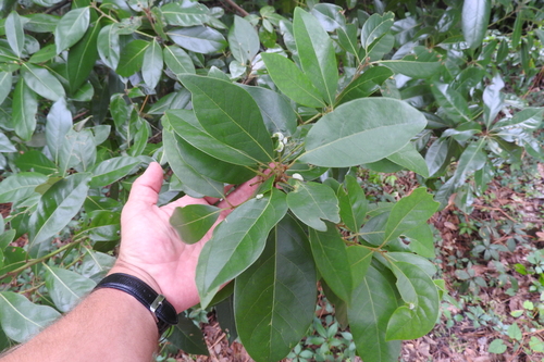 Persea borbonia (Red Bay Persea) — photo