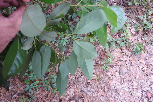 Persea borbonia (Red Bay Persea) — photo