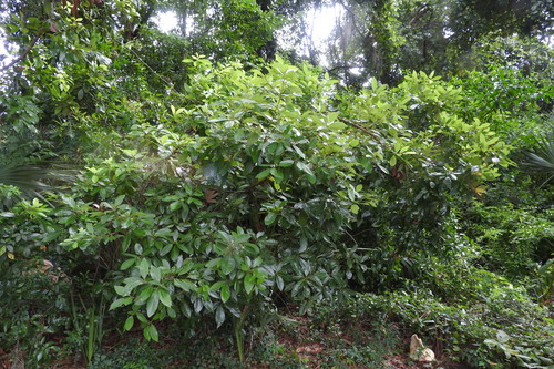 Persea borbonia