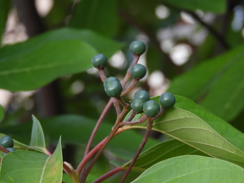 Persea caerulea