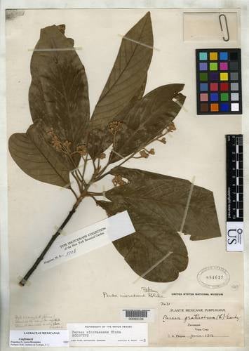 Persea cinerascens — photo