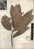 Persea cinerascens