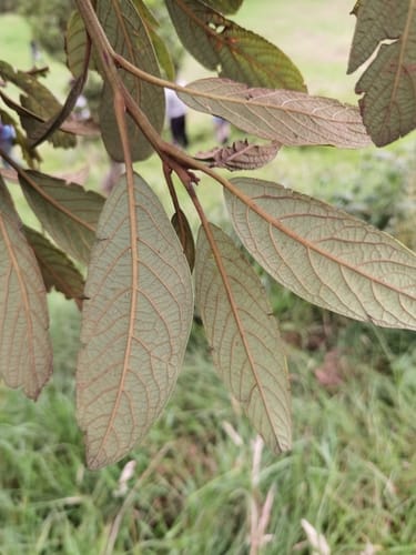 Persea donnell-smithii — photo