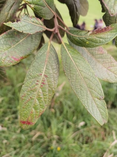 Persea donnell-smithii — photo
