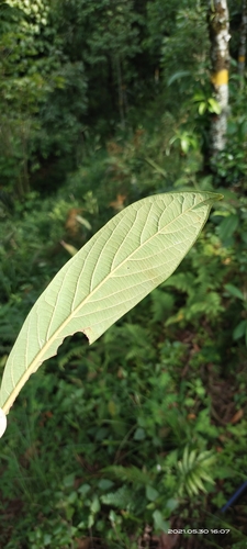 Persea fructifera — photo