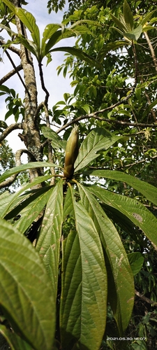 Persea fructifera