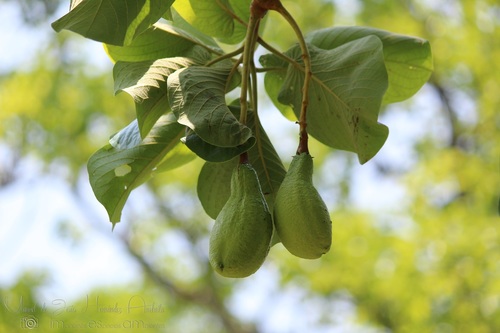 Persea schiedeana (Coyo) — photo