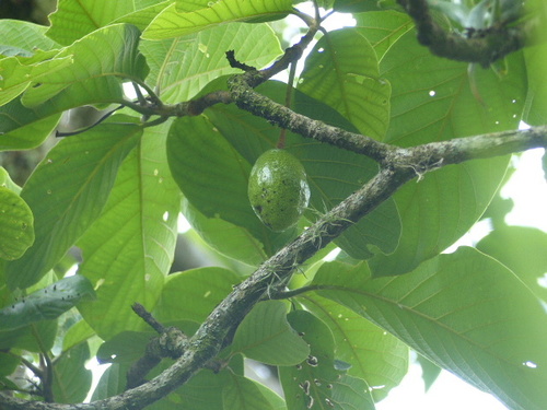 Persea schiedeana (Coyo) — photo