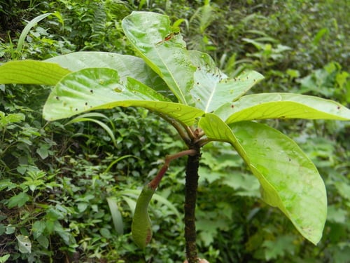 Persea schiedeana